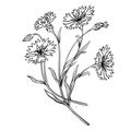 Graphic wildflowers, illustrations for coloring or a drawing template for creativity